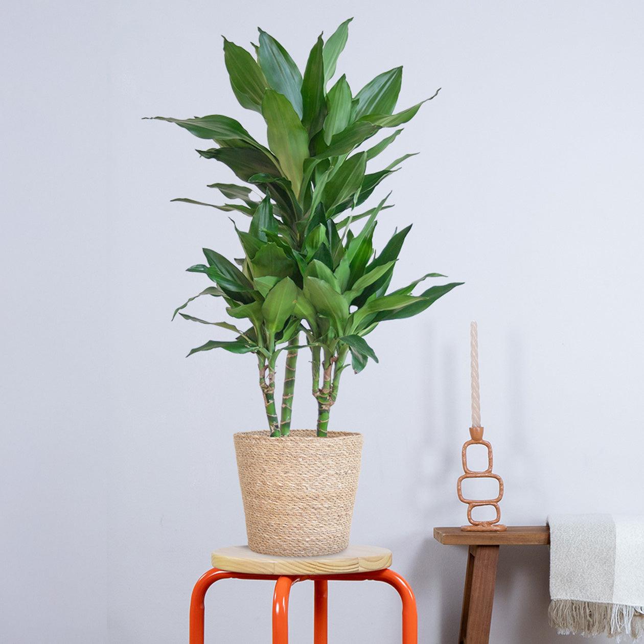 Dracaena Janet Lindt met pot (95cm - Ø21) Plant Greenify