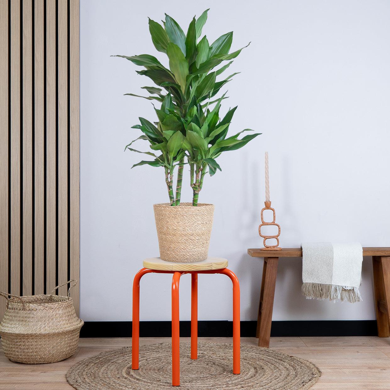 Dracaena Janet Lindt met pot (95cm - Ø21) Plant Greenify