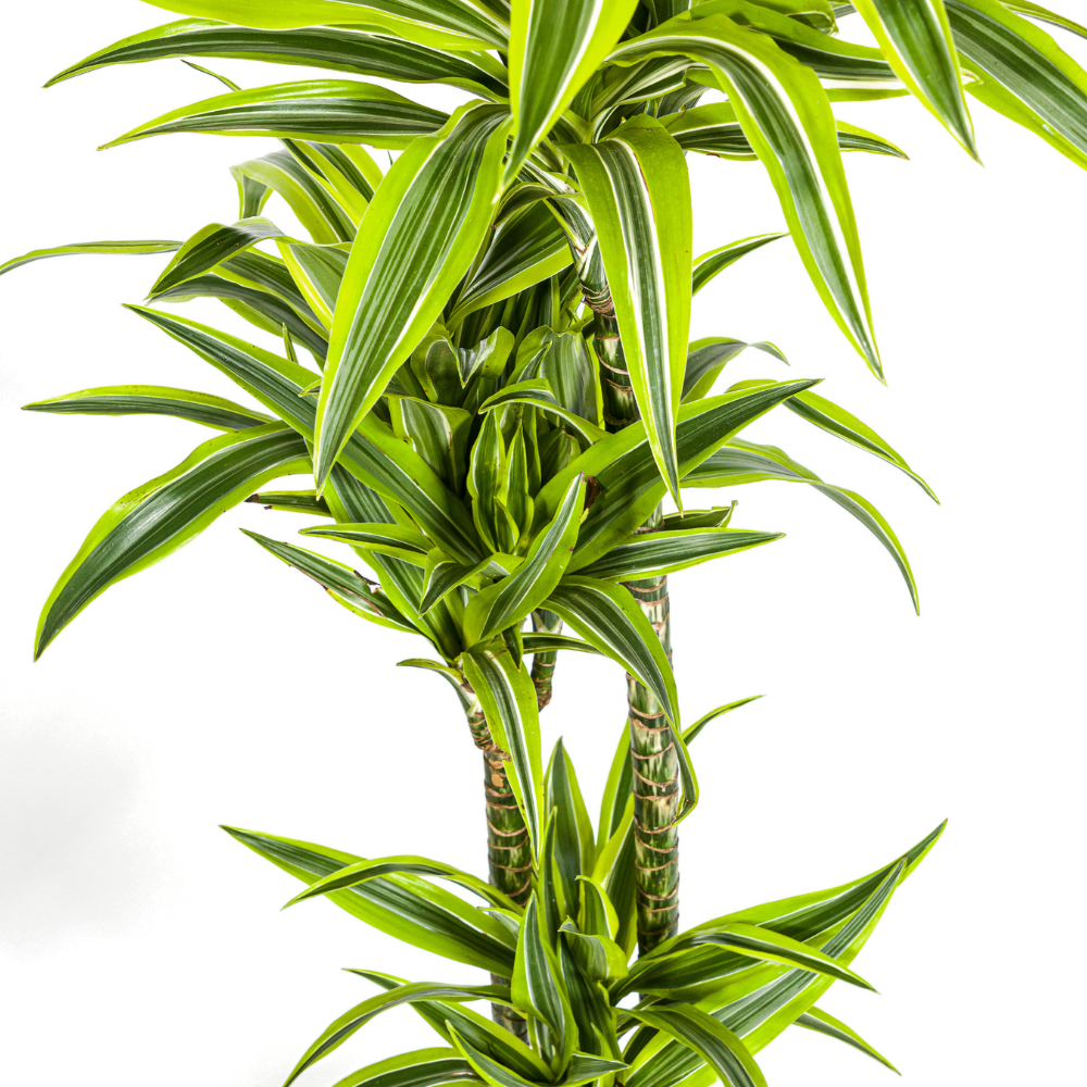 Dracaena Lemon Lime (140 cm - ø24)