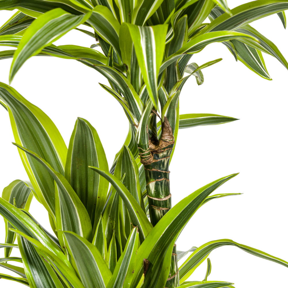 Dracaena Lemon Lime (140 cm - ø24)
