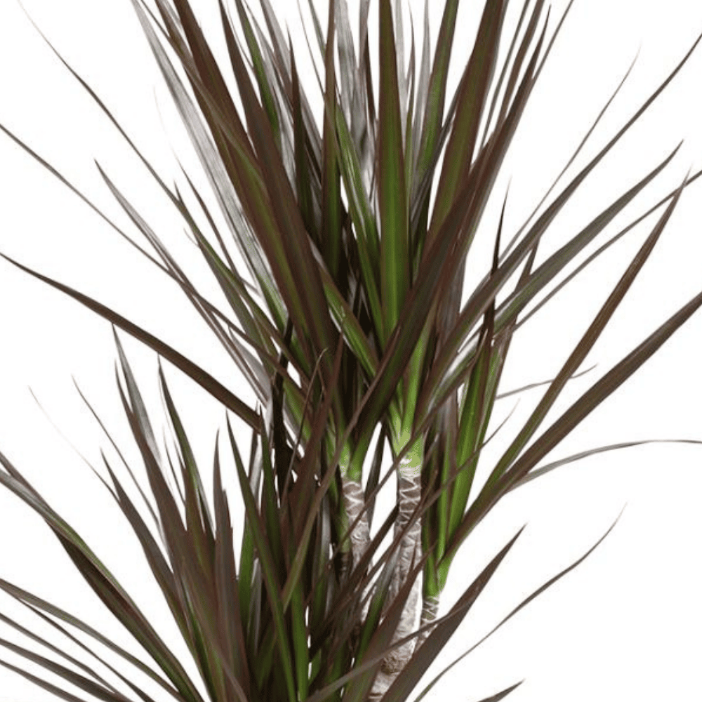 Dracaena Magenta in Pot (Antraciet) | Ø17cm - 80cm