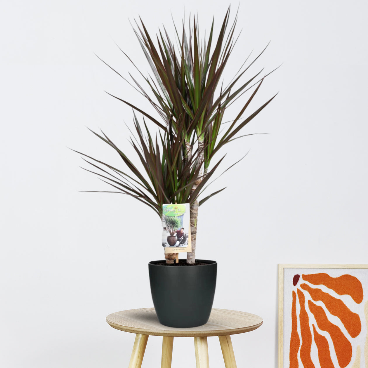 Dracaena Magenta in Pot (Antraciet) | Ø17cm - 80cm