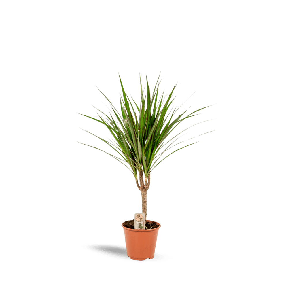 Dracaena Marginata Plant Greenify
