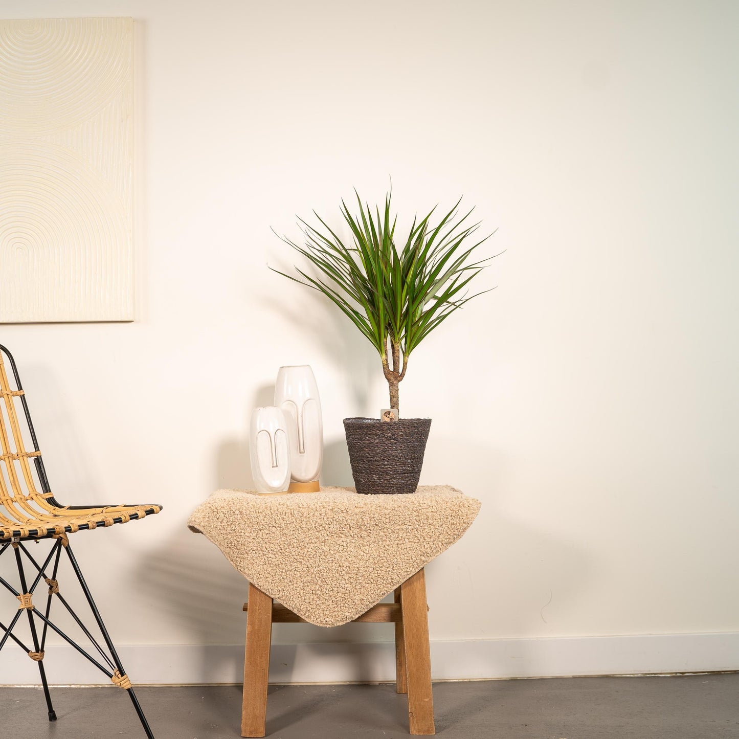 Dracaena Marginata Plant Greenify