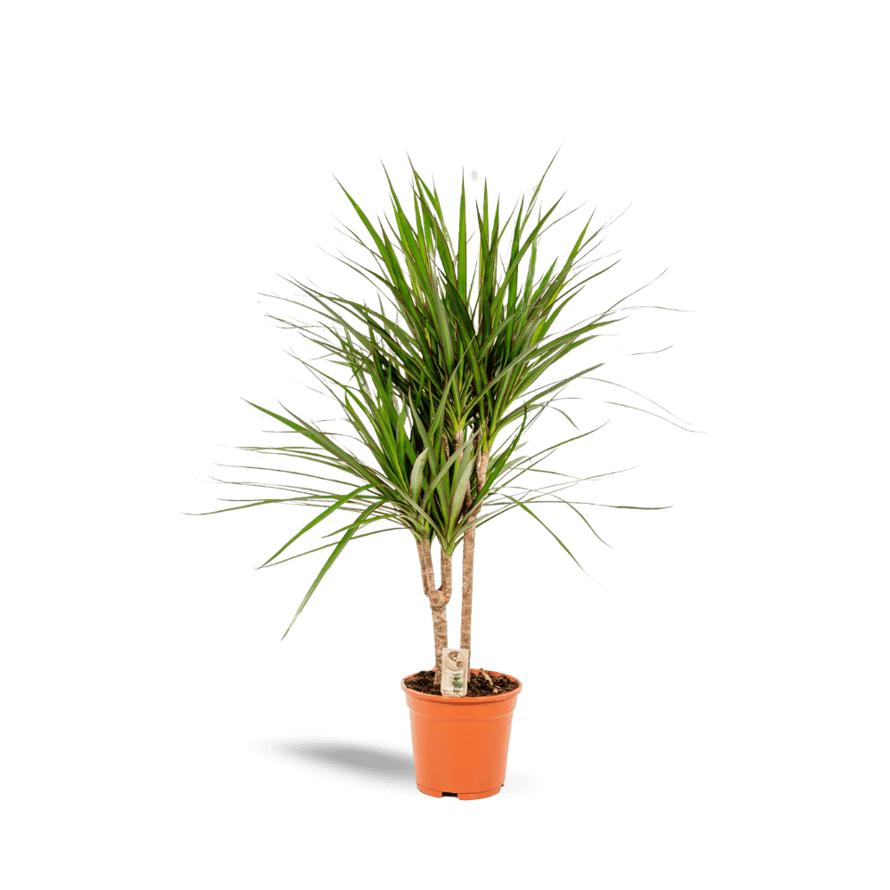 Dracaena Marginata Plant Greenify