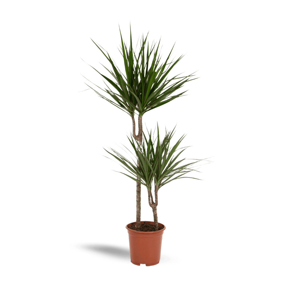 Dracaena Marginata Plant Greenify
