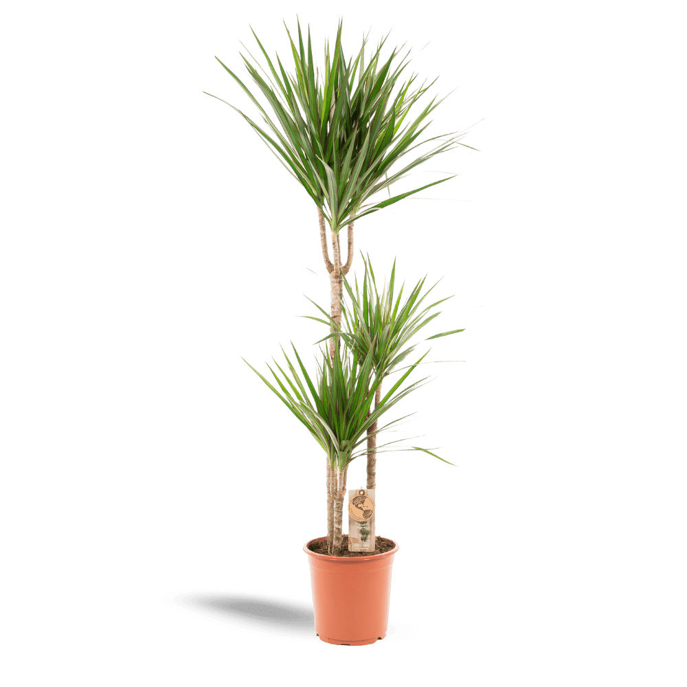 Dracaena Marginata Plant Greenify