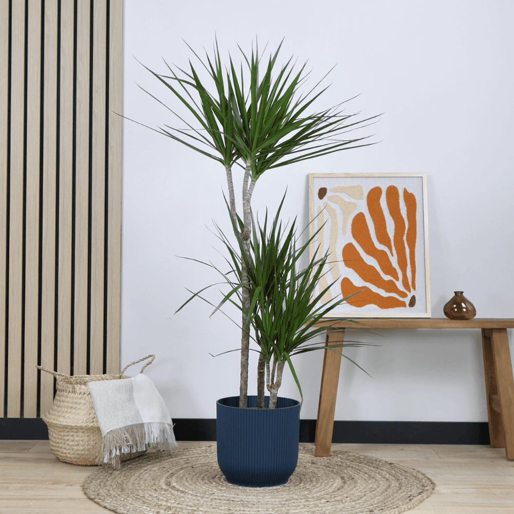 Dracaena Marginata Plant Greenify
