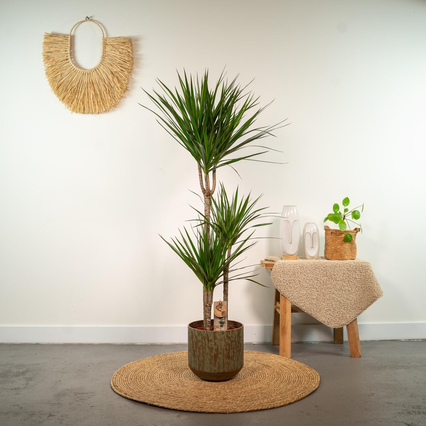 Dracaena Marginata Plant Greenify