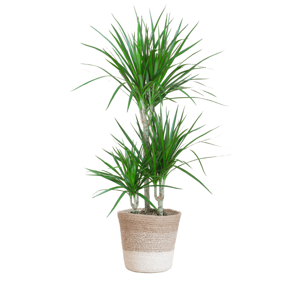 Dracaena Marginata met pot (95cm - Ø21) Plant Greenify