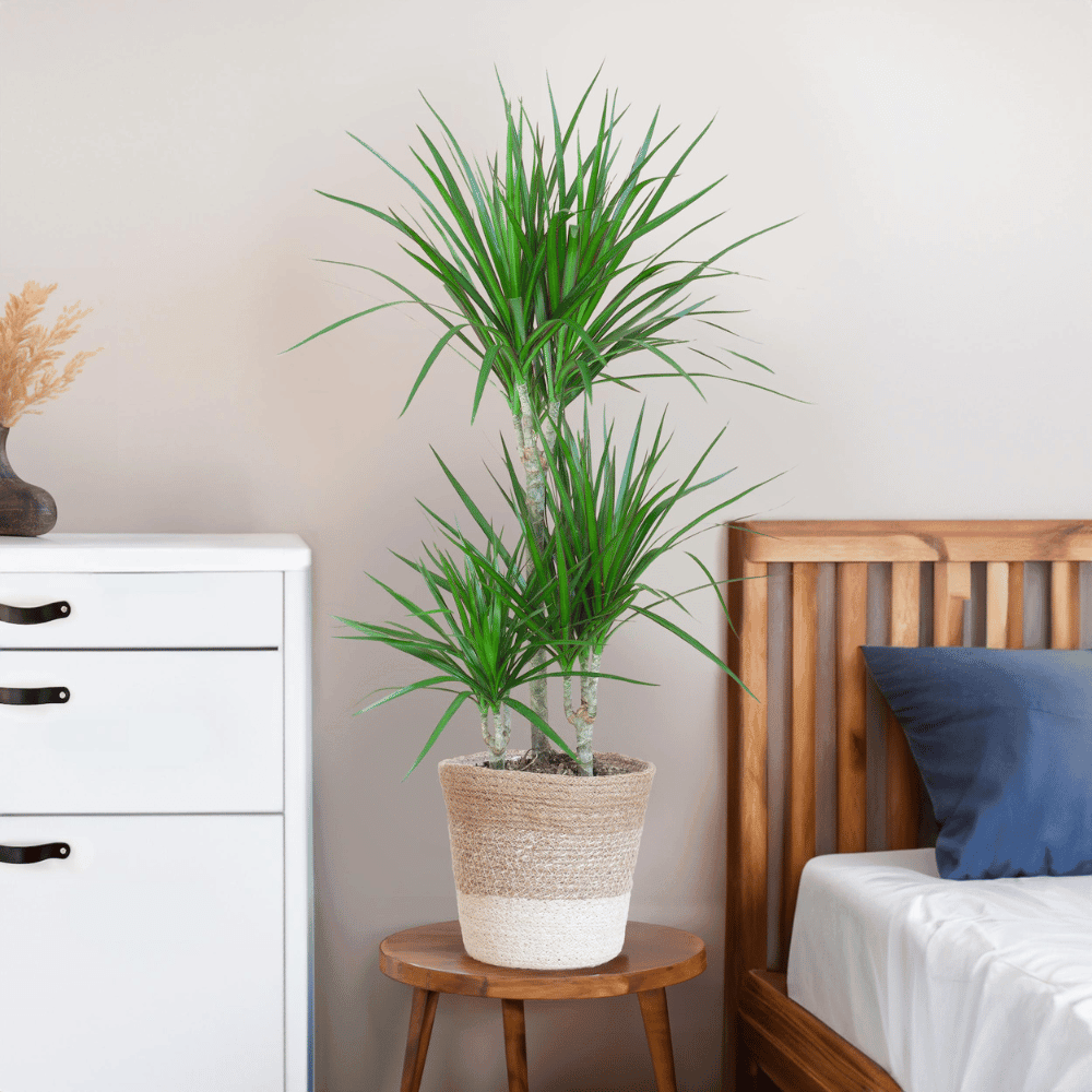 Dracaena Marginata met pot (95cm - Ø21) Plant Greenify