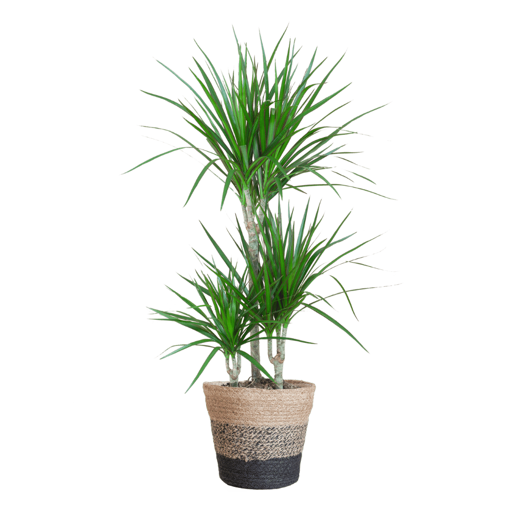 Dracaena Marginata met pot (95cm - Ø21) Plant Greenify