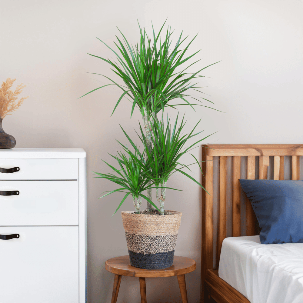 Dracaena Marginata met pot (95cm - Ø21) Plant Greenify