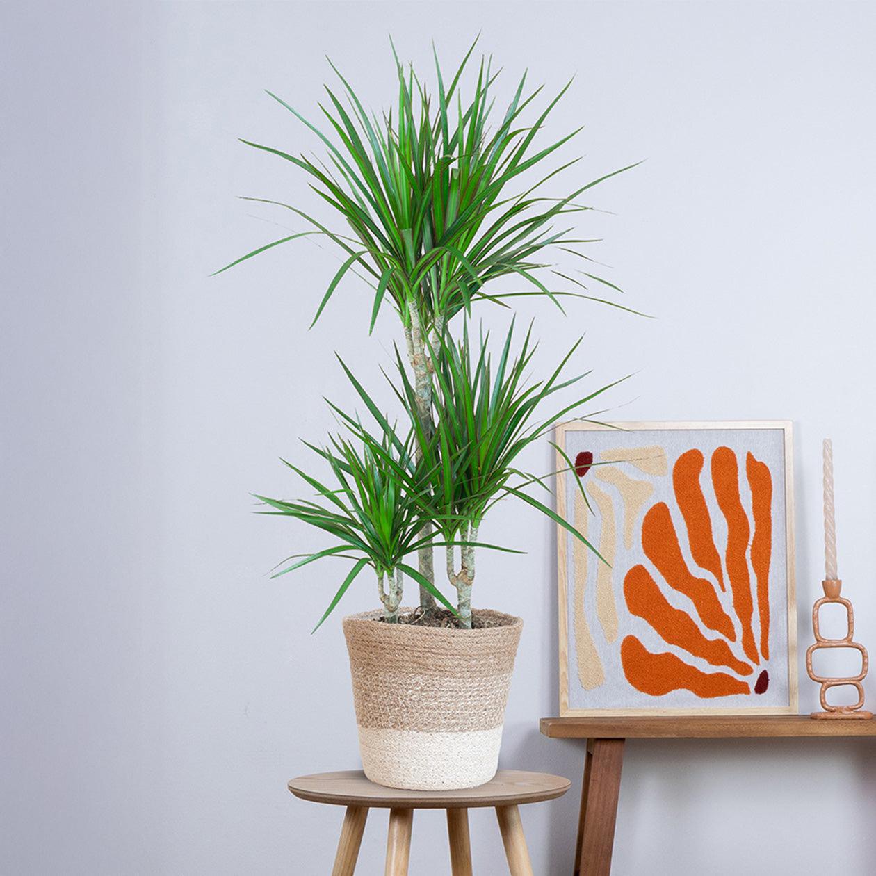 Dracaena Marginata met pot (95cm - Ø21) Plant Greenify