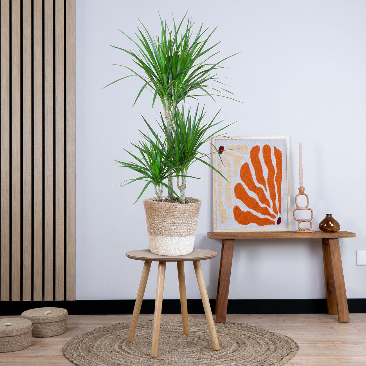 Dracaena Marginata met pot (95cm - Ø21) Plant Greenify