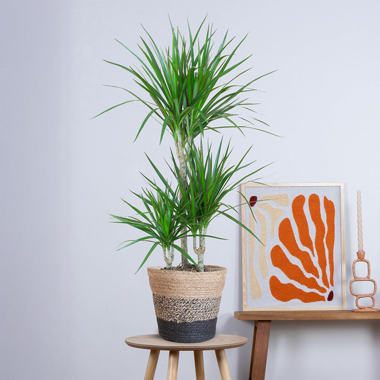 Dracaena Marginata met pot (95cm - Ø21) Plant Greenify