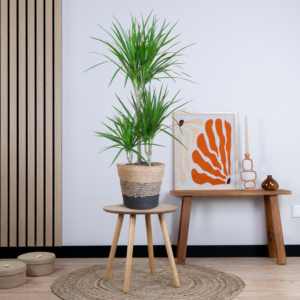 Dracaena Marginata met pot (95cm - Ø21) Plant Greenify