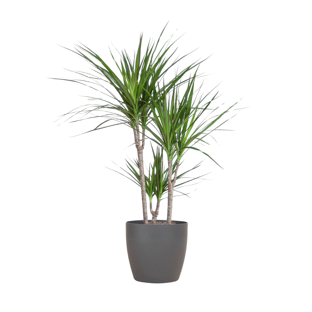 Dracaena Marginata met pot (95cm - Ø21) Plant Greenify