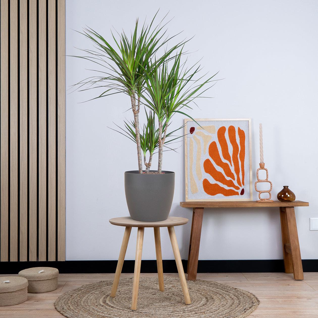 Dracaena Marginata met pot (95cm - Ø21) Plant Greenify