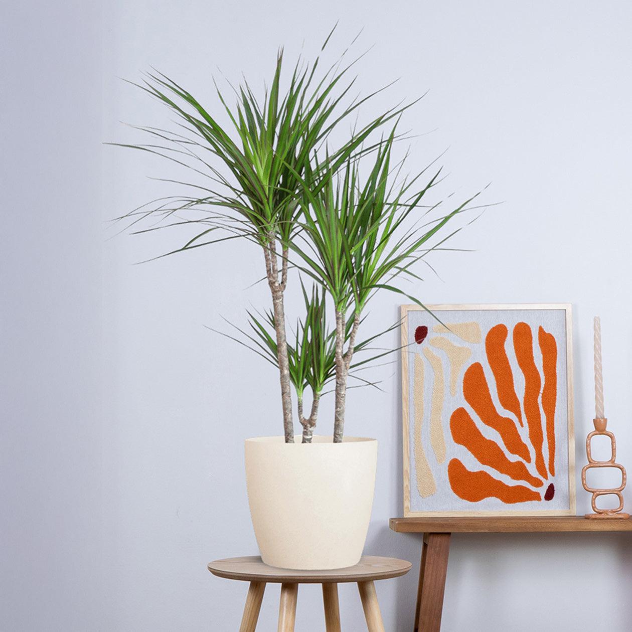 Dracaena Marginata met pot (95cm - Ø21) Plant Greenify