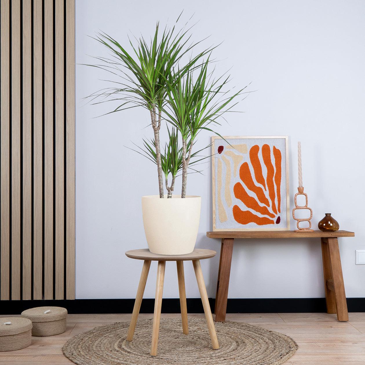 Dracaena Marginata met pot (95cm - Ø21) Plant Greenify