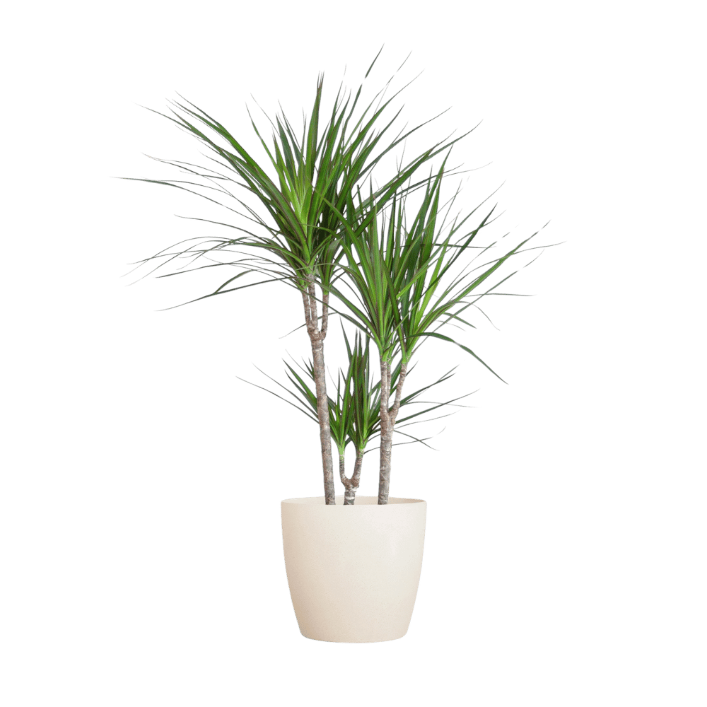 Dracaena Marginata met pot (95cm - Ø21) Plant Greenify
