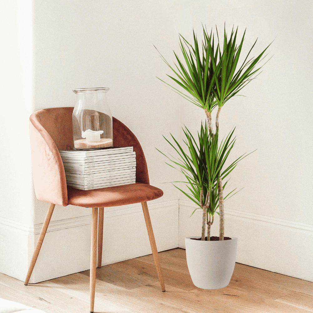 Dracaena Marginata met pot (95cm - Ø21) Plant Greenify
