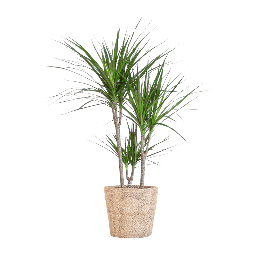 Dracaena Marginata met pot (95cm - Ø21) Plant Greenify