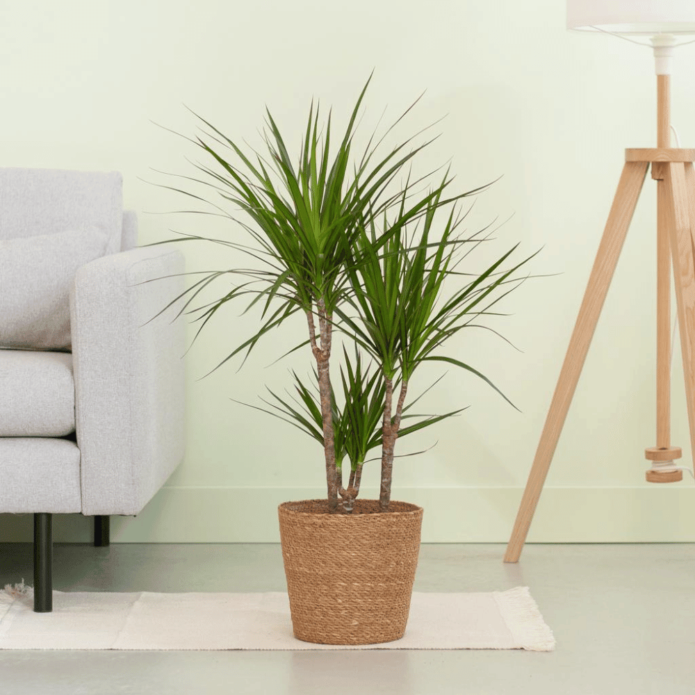 Dracaena Marginata met pot (95cm - Ø21) Plant Greenify