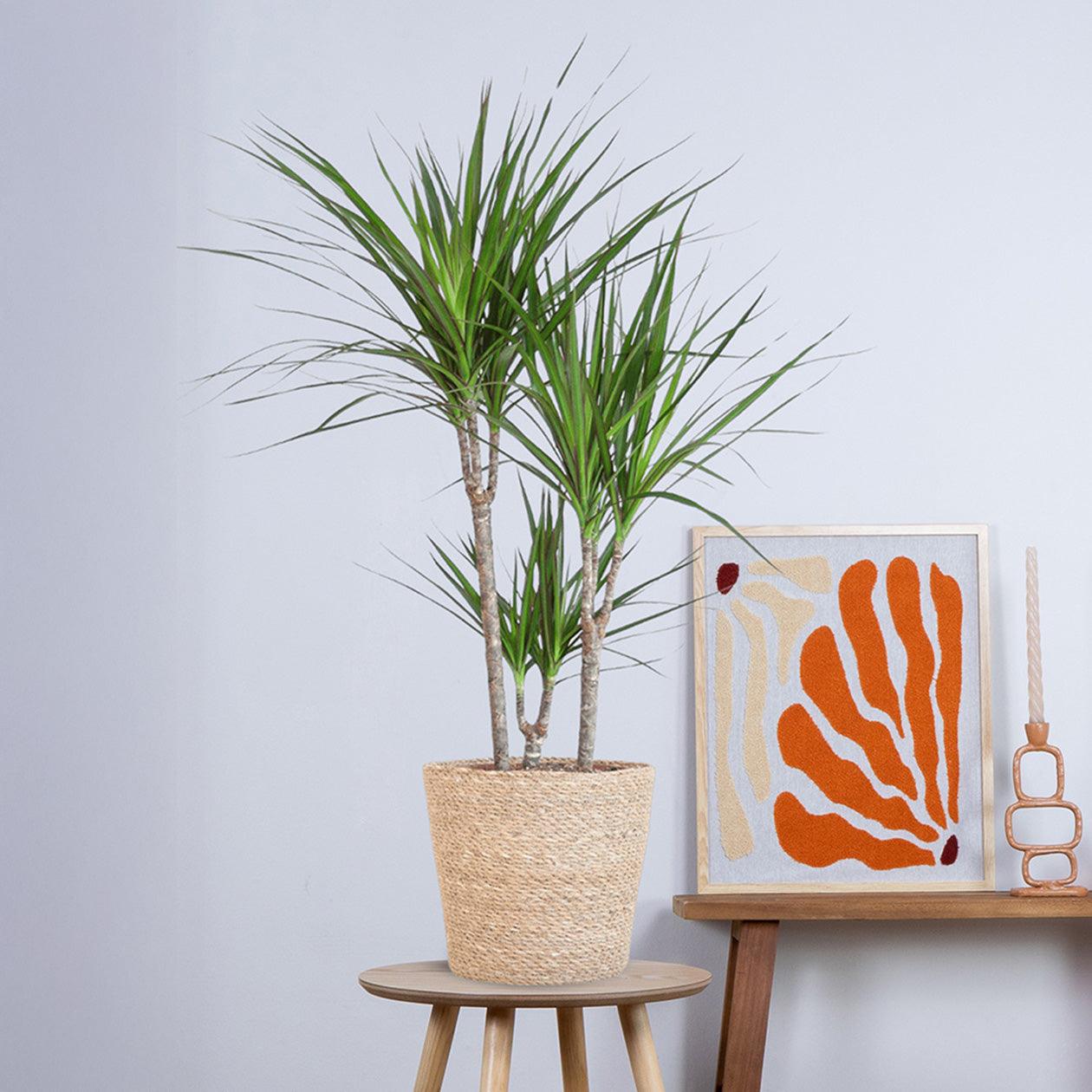 Dracaena Marginata met pot (95cm - Ø21) Plant Greenify