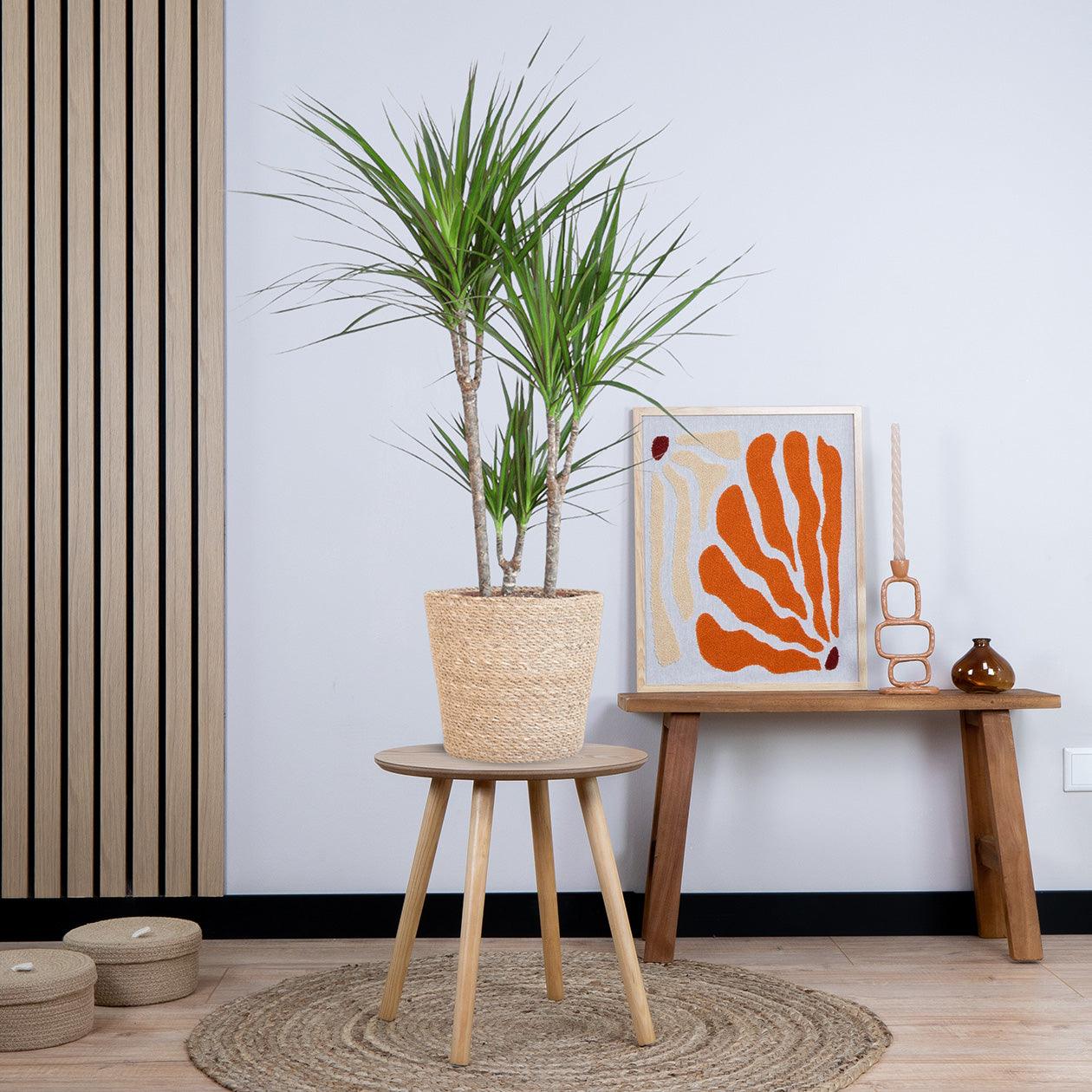 Dracaena Marginata met pot (95cm - Ø21) Plant Greenify