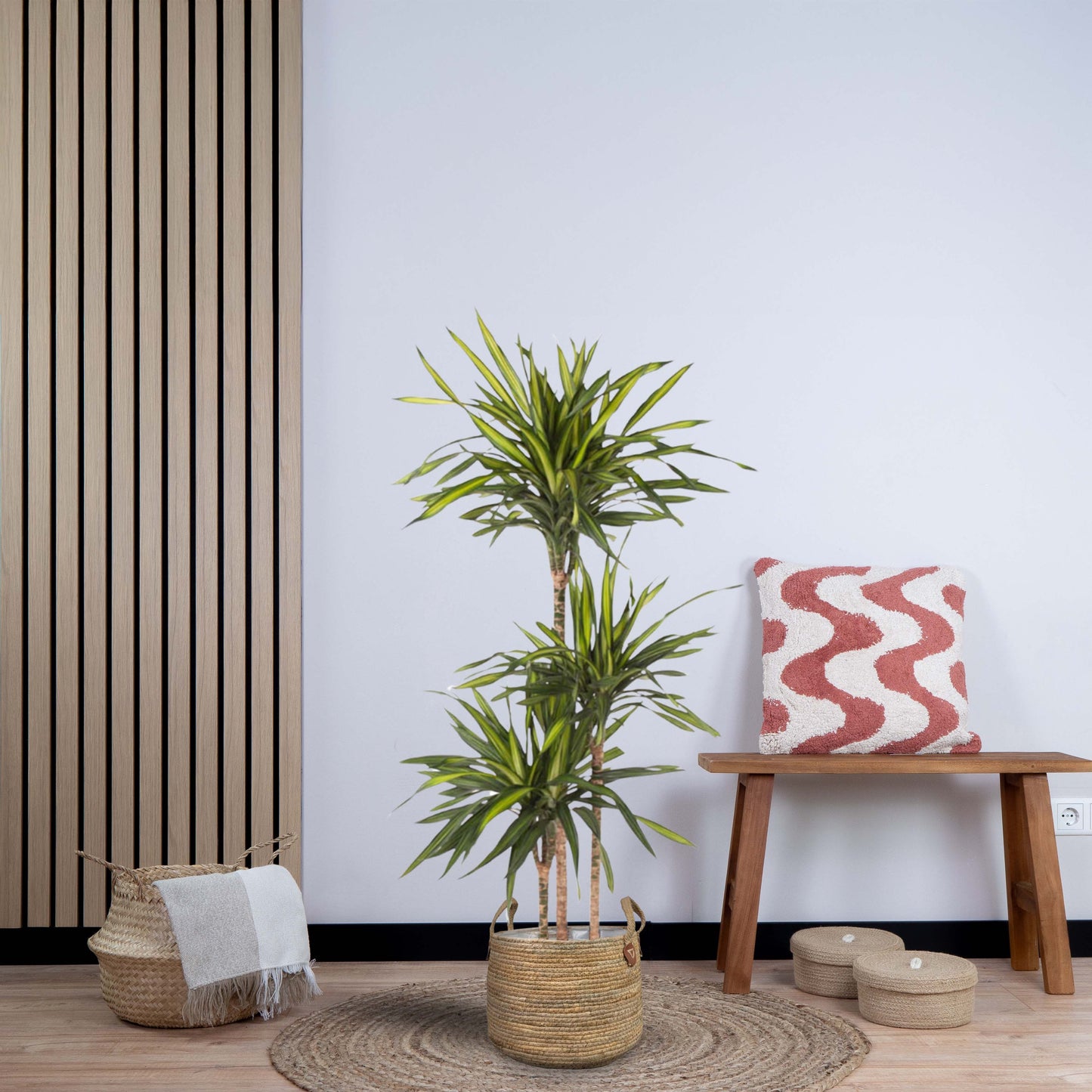 Dracaena Riki (140 cm - ø24)