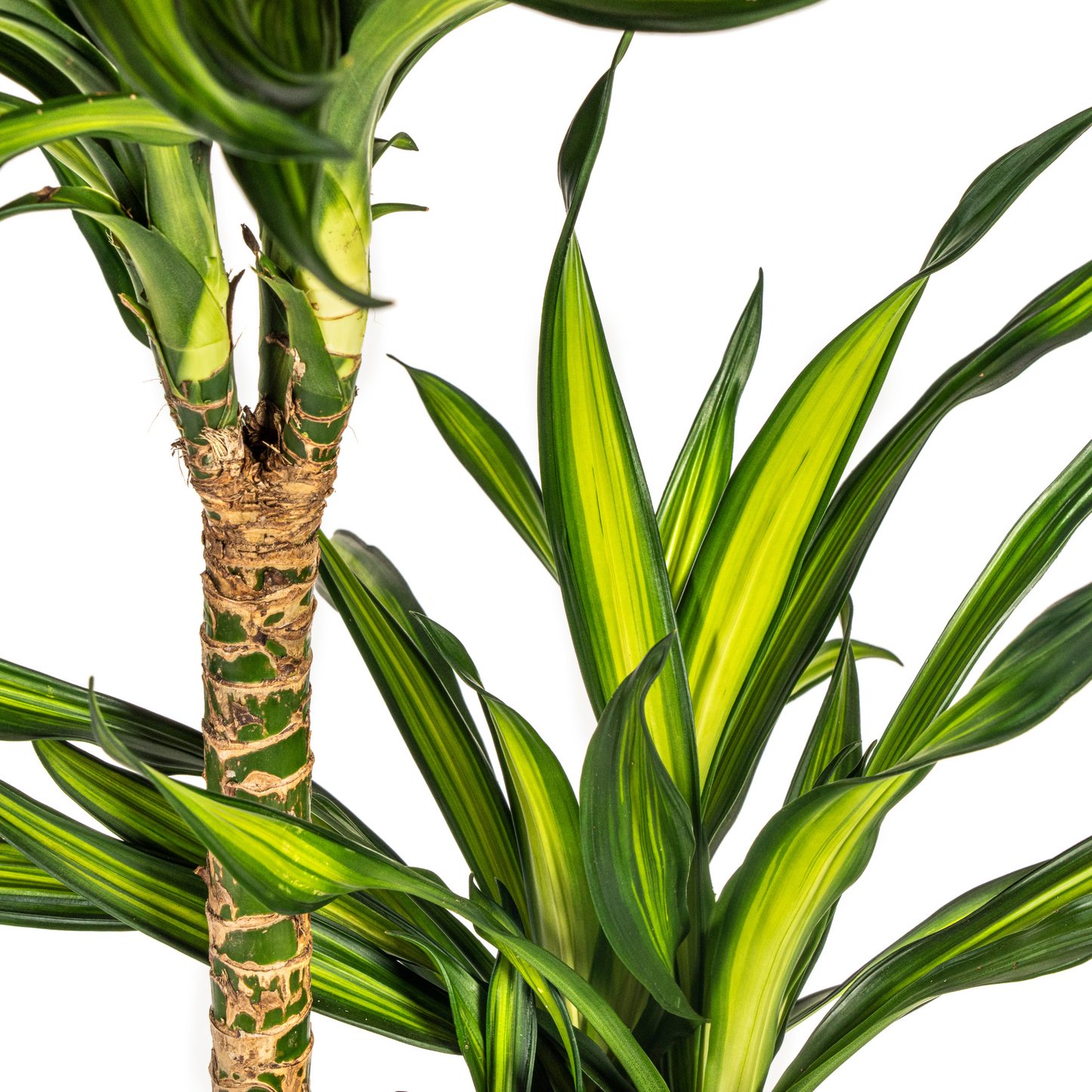 Dracaena Riki (140 cm - ø24)