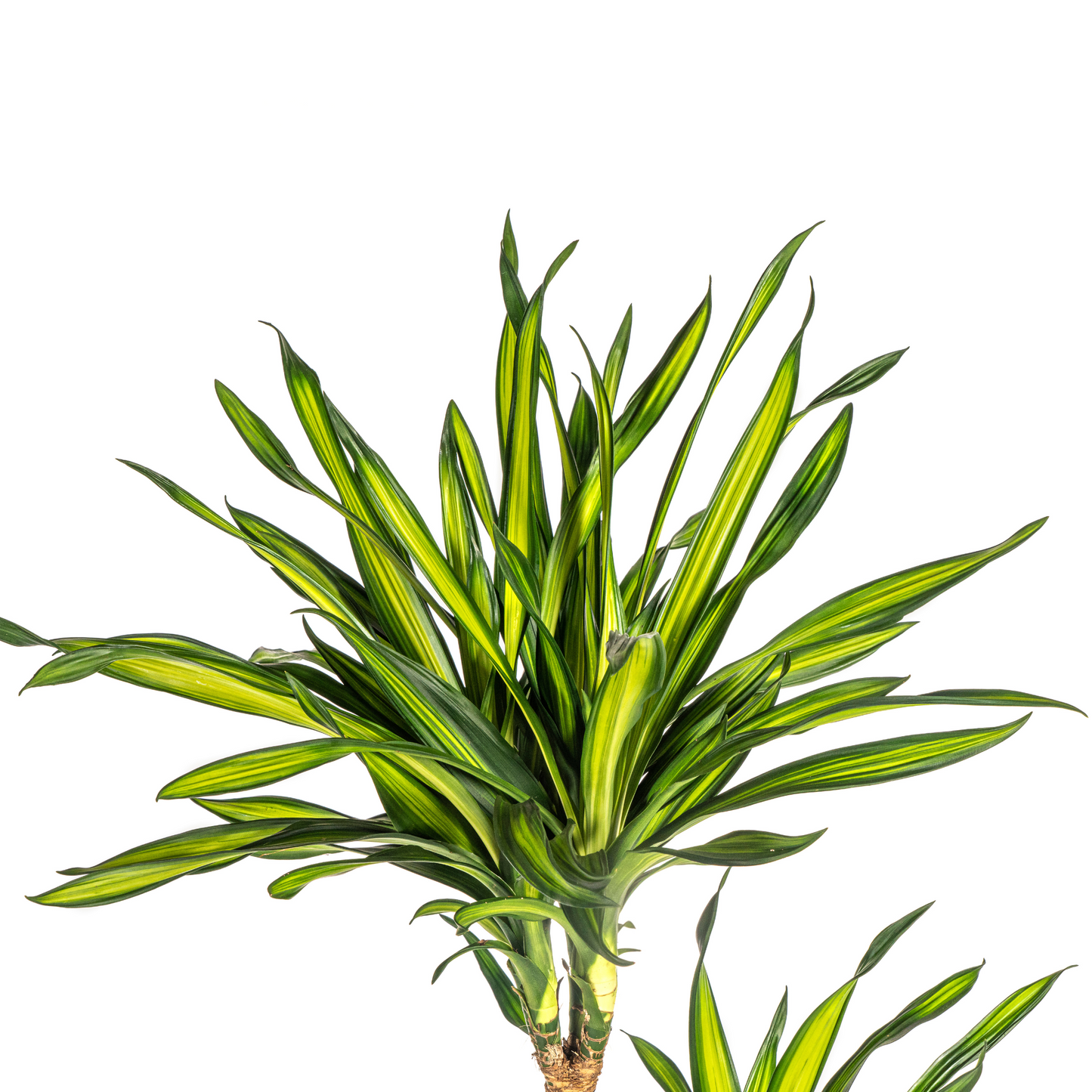 Dracaena Riki (140 cm - ø24)