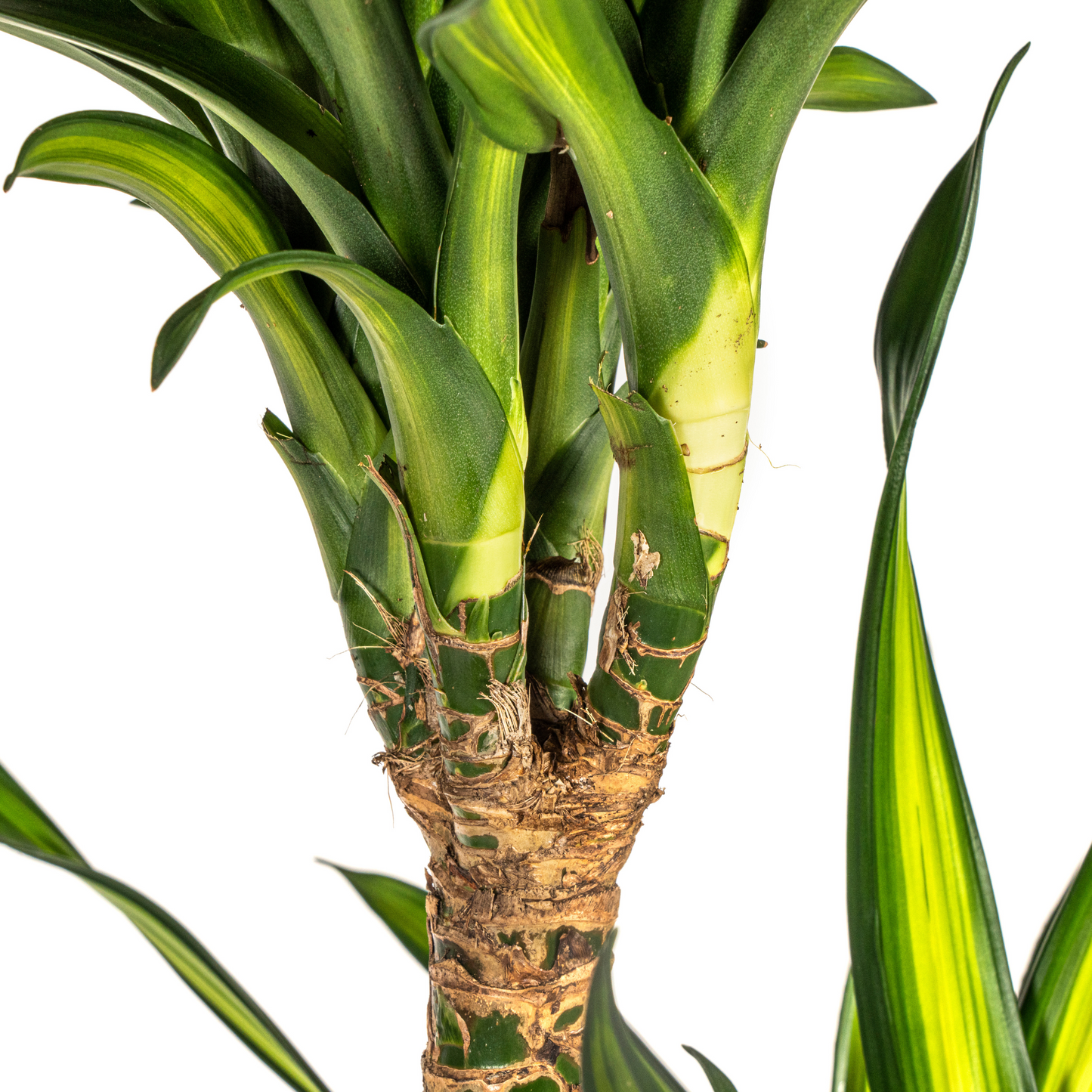 Dracaena Riki (140 cm - ø24)