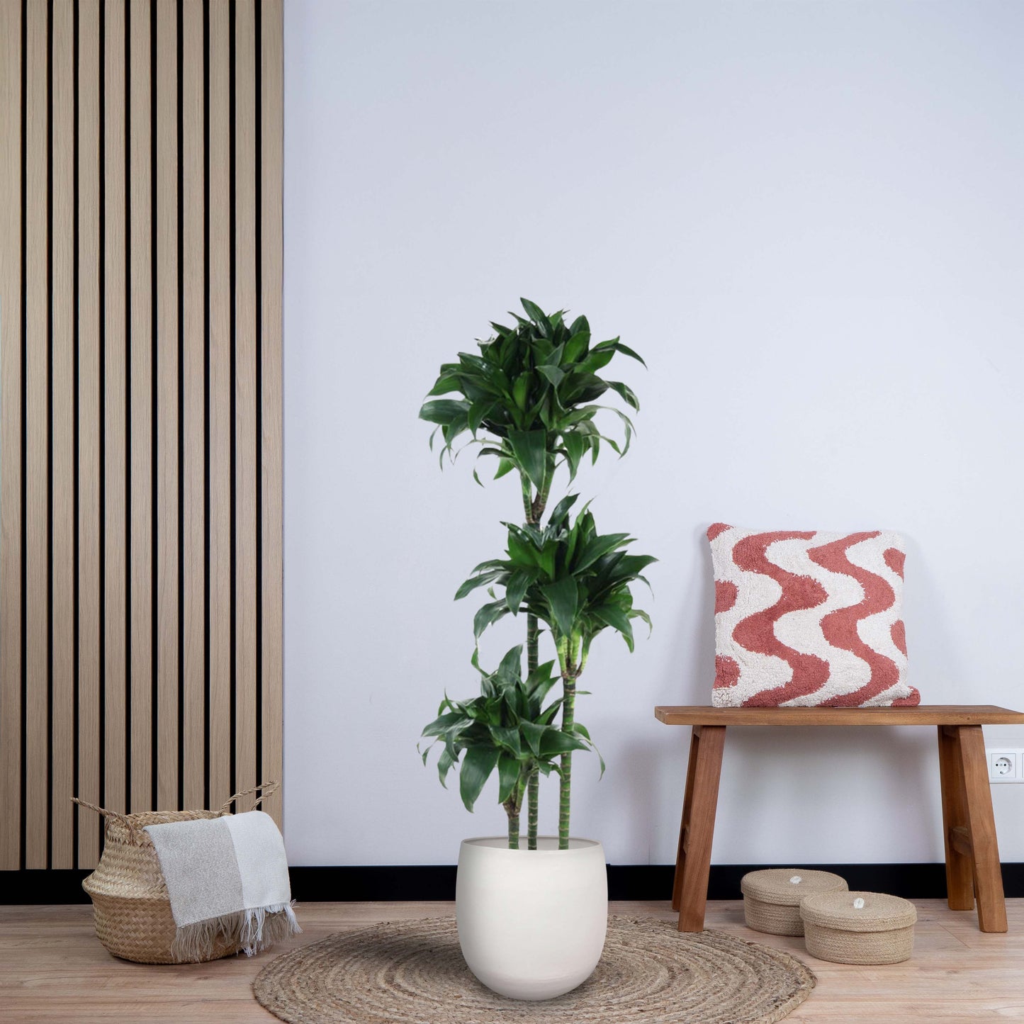 Dracaena Tatuade (140 cm - ø24)