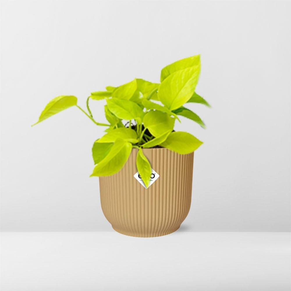Epipremnum Pinnatum ‘Golden Pothos’ in ELHO Vibes Fold 14cm
