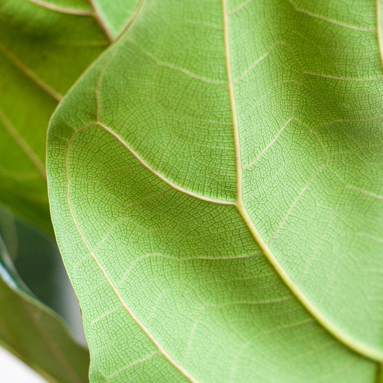 Ficus Lyrata in Pot (Zwart) | Ø12cm - 30cm