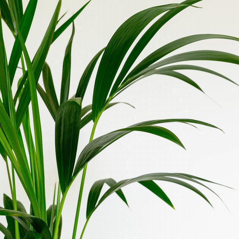Combi deal - Kentia palm inclusief elho Vibes Fold Round (180 cm - Ø30) Plant Greenify