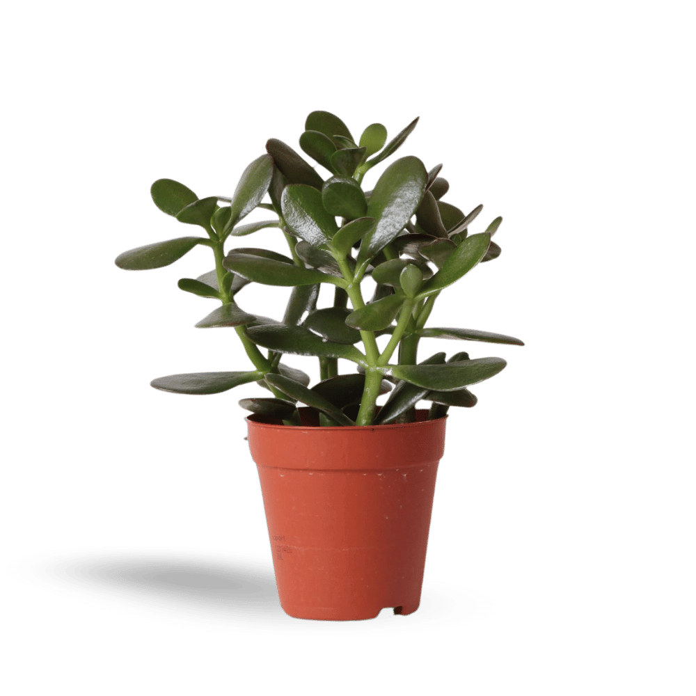 Kleine Succulent Crassula Ovata (Ø9cm) Plant Greenify