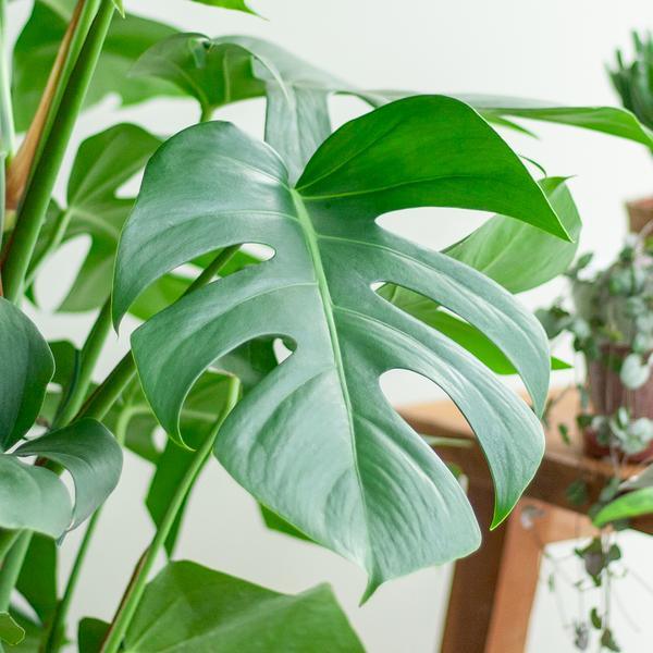 Monstera Pertusum (120 cm - ø24) Plant Greenify