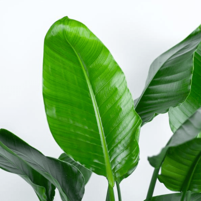 Combi deal - Strelitzia Nicolai inclusief elho Vibes Fold Round (180 cm - Ø30) Plant Greenify