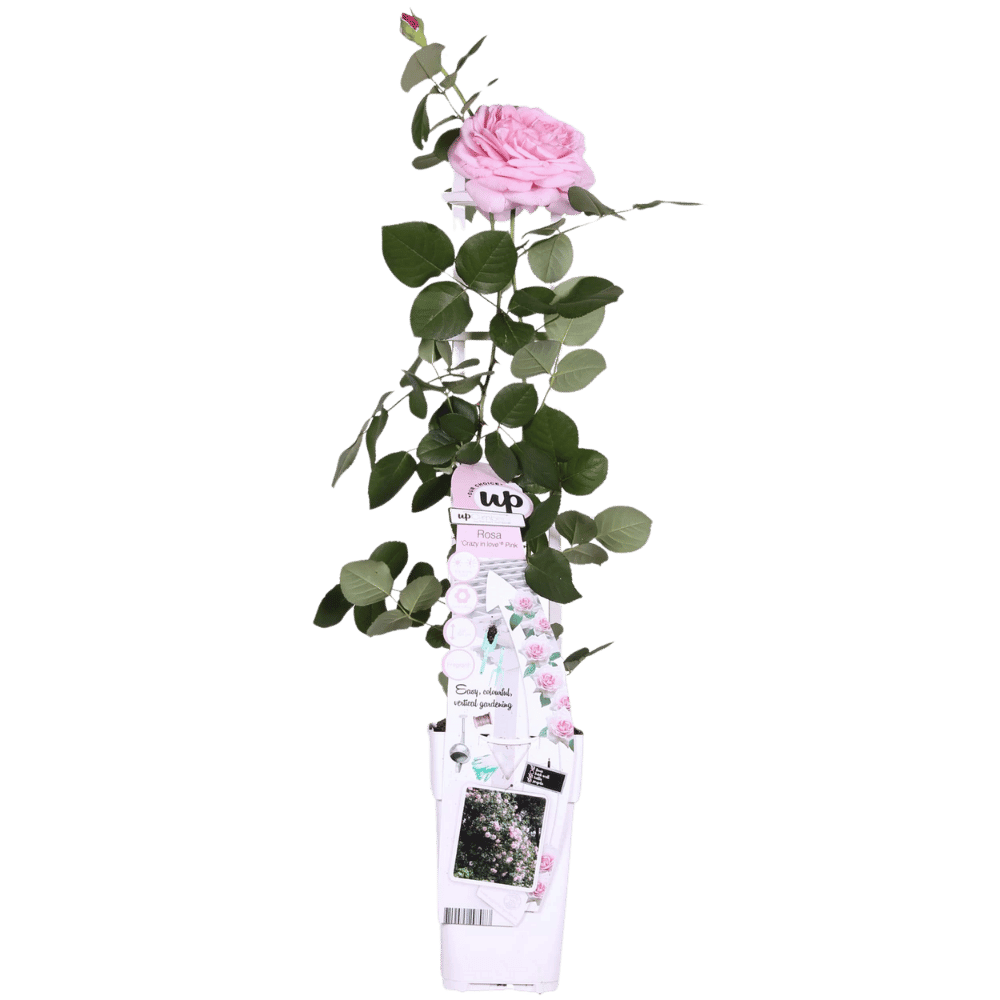 Rosa Crazy in love 'Pink' - Roze Roos - Ø15cm Plant Greenify