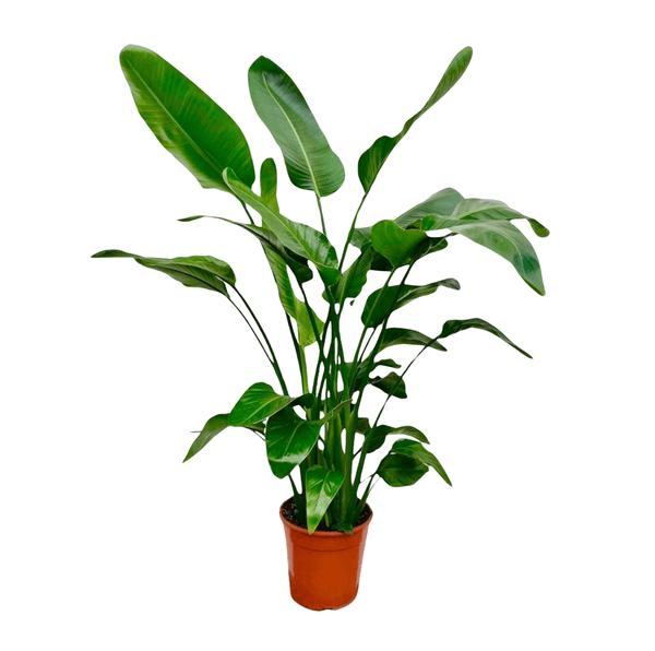 Strelitzia Nicolai (150cm - Ø24) Plant Greenify