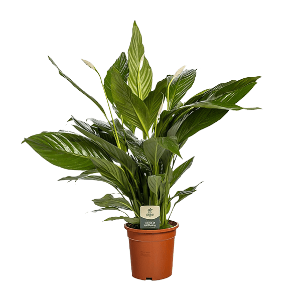 Spathiphyllum Bingo Cupido (80cm - Ø19cm) Plant Greenify