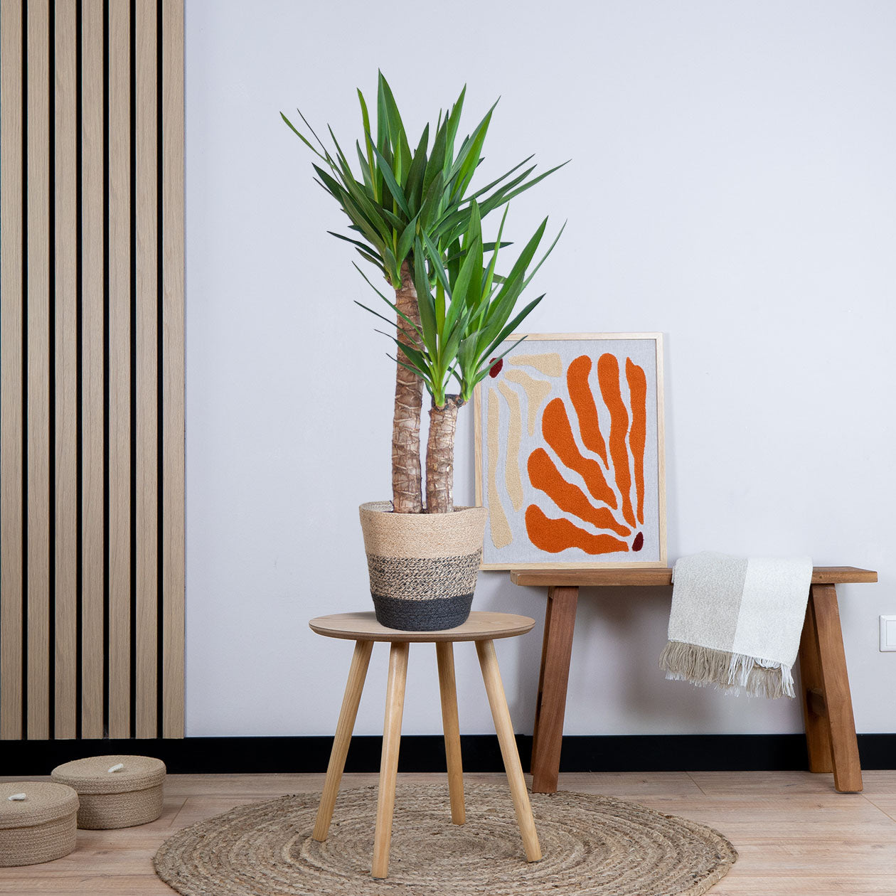 Yucca Elephantipes met pot (90cm - Ø21)