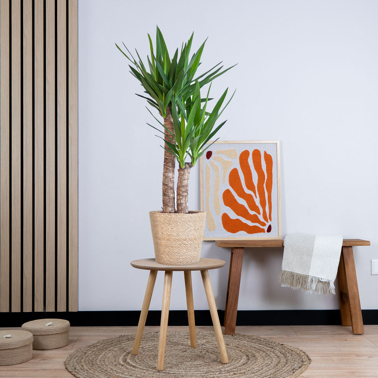 Yucca Elephantipes met pot (90cm - Ø21)
