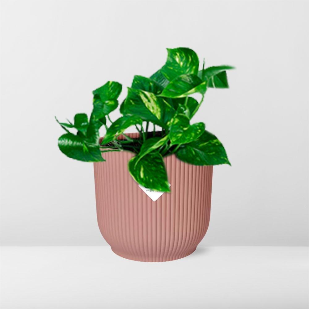 Epipremnum Pinnatum ‘Aureum’ in ELHO Vibes Fold 14cm