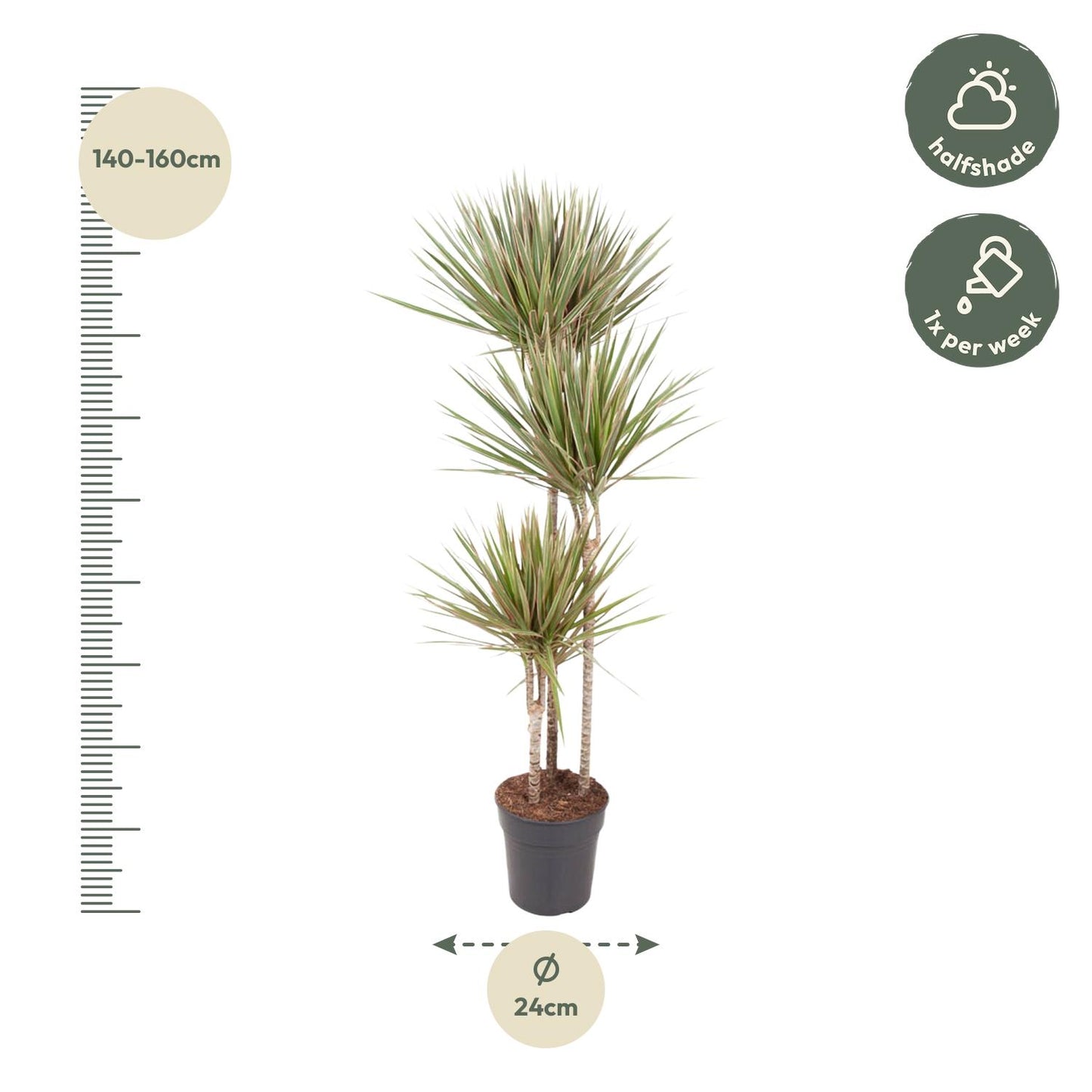 Dracaena Bicolor (150 cm - ø24)