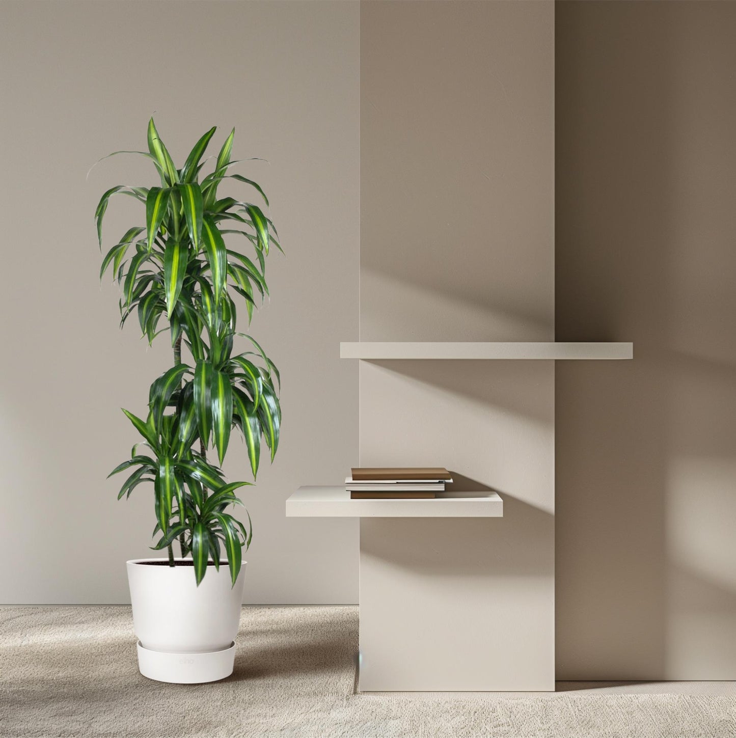Dracaena Hawaiiana (180 cm - ø24)
